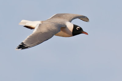 Franklin's Gull