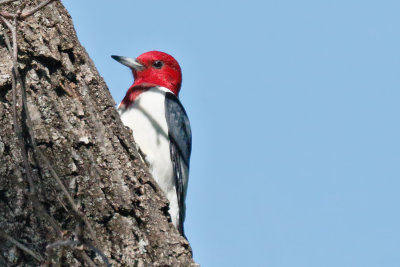 Red-headed Woodpecker