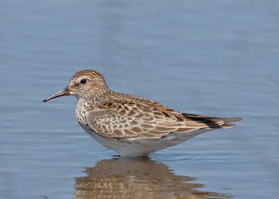 White-rumped Sandpiper