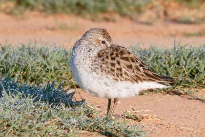 White-rumped Sandpiper