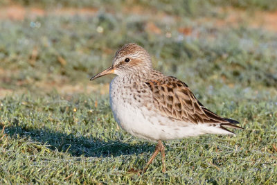 White-rumped Sandpiper