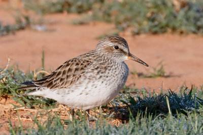 White-rumped Sandpiper
