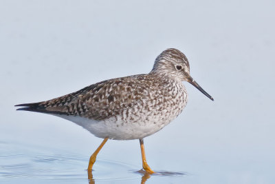 Lesser Yellowlegs