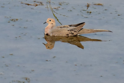 Mourning Dove