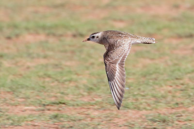 American Golden-Plover