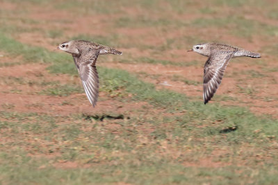 American Golden-Plover