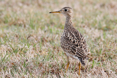 Upland Sandpiper