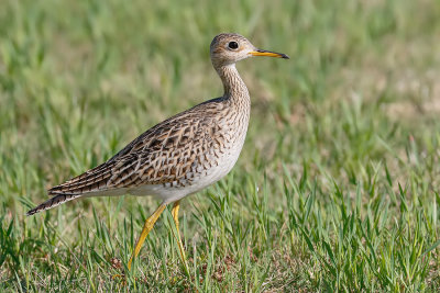 Upland Sandpiper