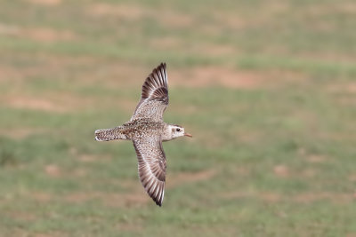 American Golden-Plover