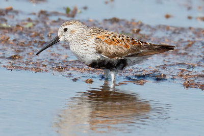 Dunlin