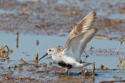 Dunlin