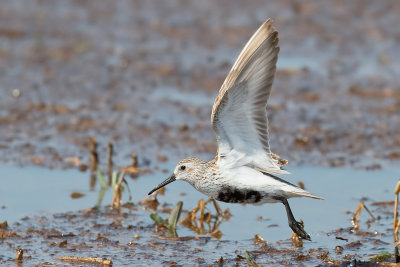 Dunlin