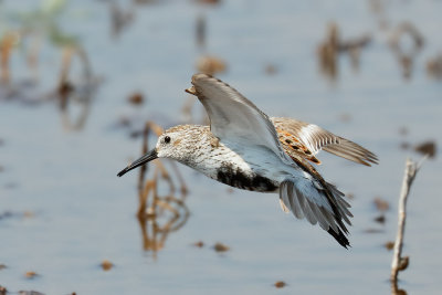 Dunlin