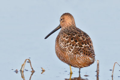 Long-billed Dowitcher