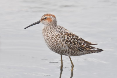 Stilt Sandpiper