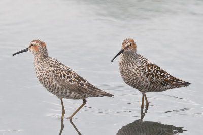 Stilt Sandpiper