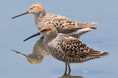 Stilt Sandpiper