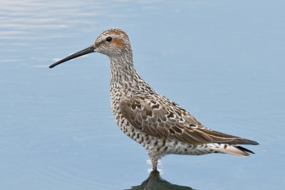Stilt Sandpiper
