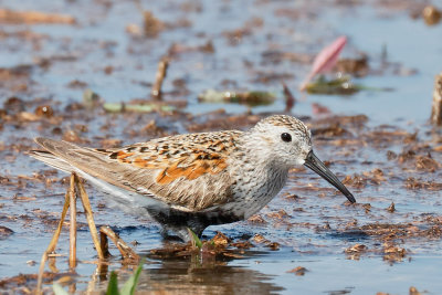Dunlin