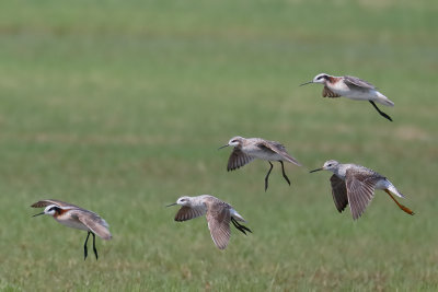 Wilson's Phalarope