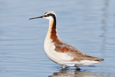 Wilson's Phalarope