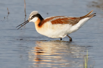 Wilson's Phalarope