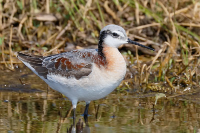 Wilson's Phalarope