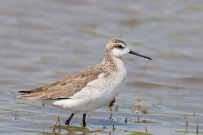 Wilson's Phalarope