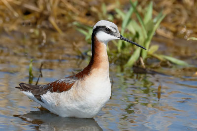 Wilson's Phalarope