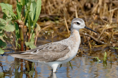 Wilson's Phalarope