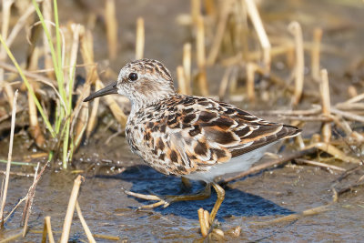 Least Sandpiper