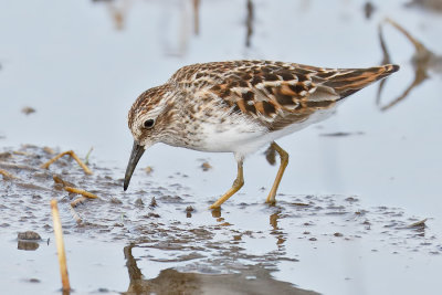 Least Sandpiper