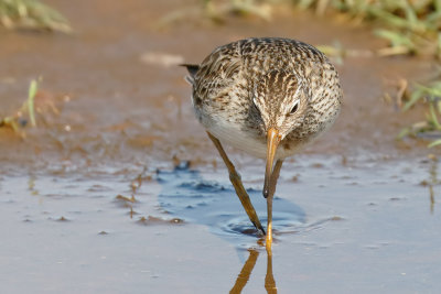Pectoral Sandpiper