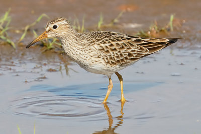 Pectoral Sandpiper