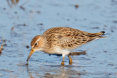 Pectoral Sandpiper