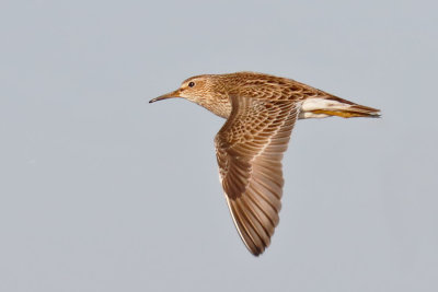 Pectoral Sandpiper