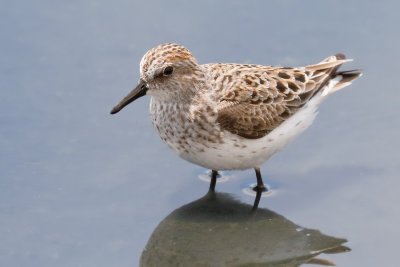 Semipalmated Sandpiper