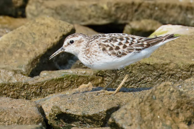 Least Sandpiper