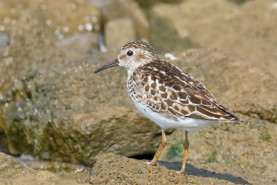 Least Sandpiper