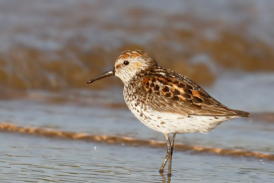 Western Sandpiper