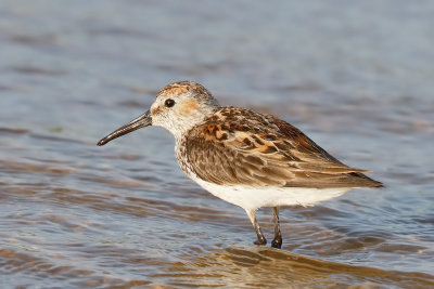 Western Sandpiper