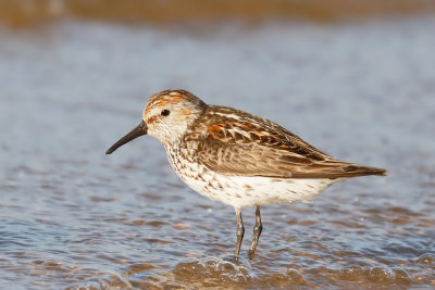 Western Sandpiper