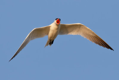 Caspian Tern