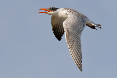 Caspian Tern