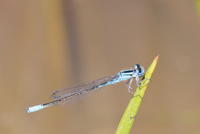 Azure Bluet