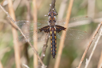 Mantled Baskettail
