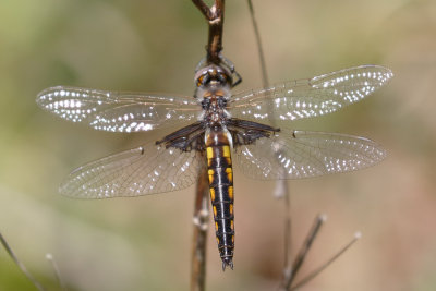 Mantled Baskettail