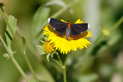 White-tipped Black Moth