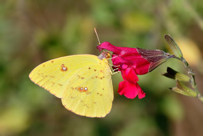 Cloudless Sulphur