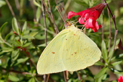 Cloudless Sulphur